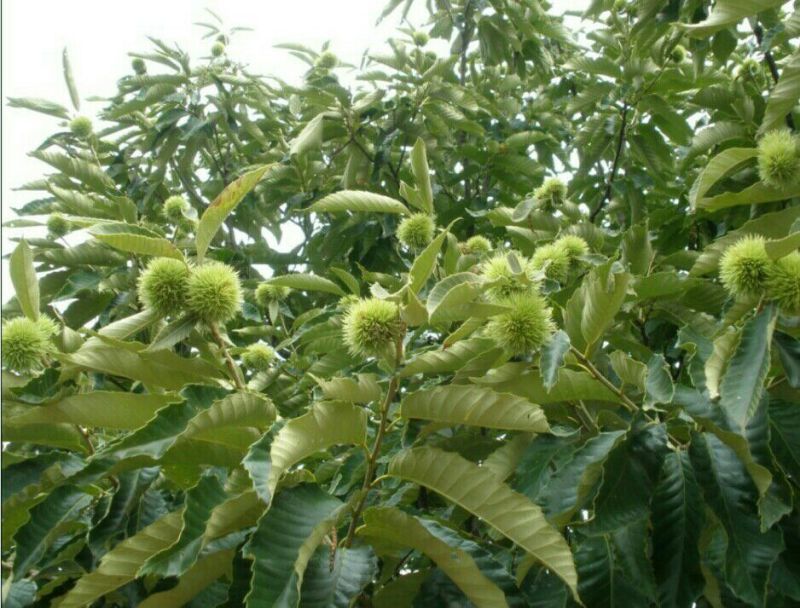 板栗苗大红袍板栗苗育苗基地泰山薄皮板栗苗