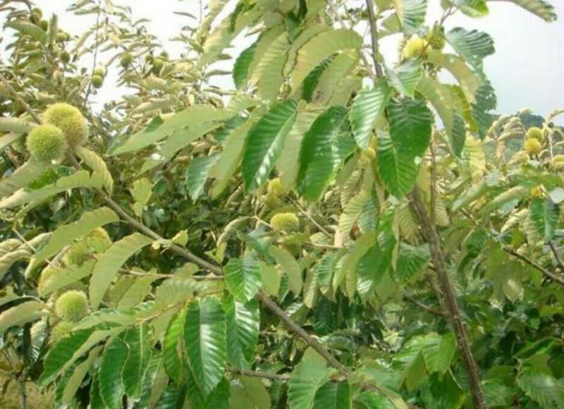 板栗苗大红袍板栗苗育苗基地泰山薄皮板栗苗