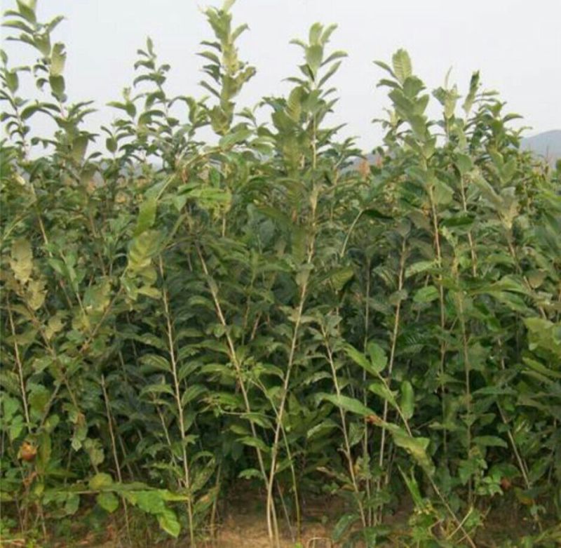 板栗苗大红袍板栗苗育苗基地泰山薄皮板栗苗