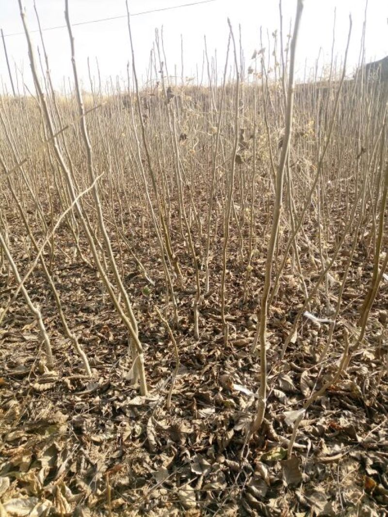 核桃苗80公分