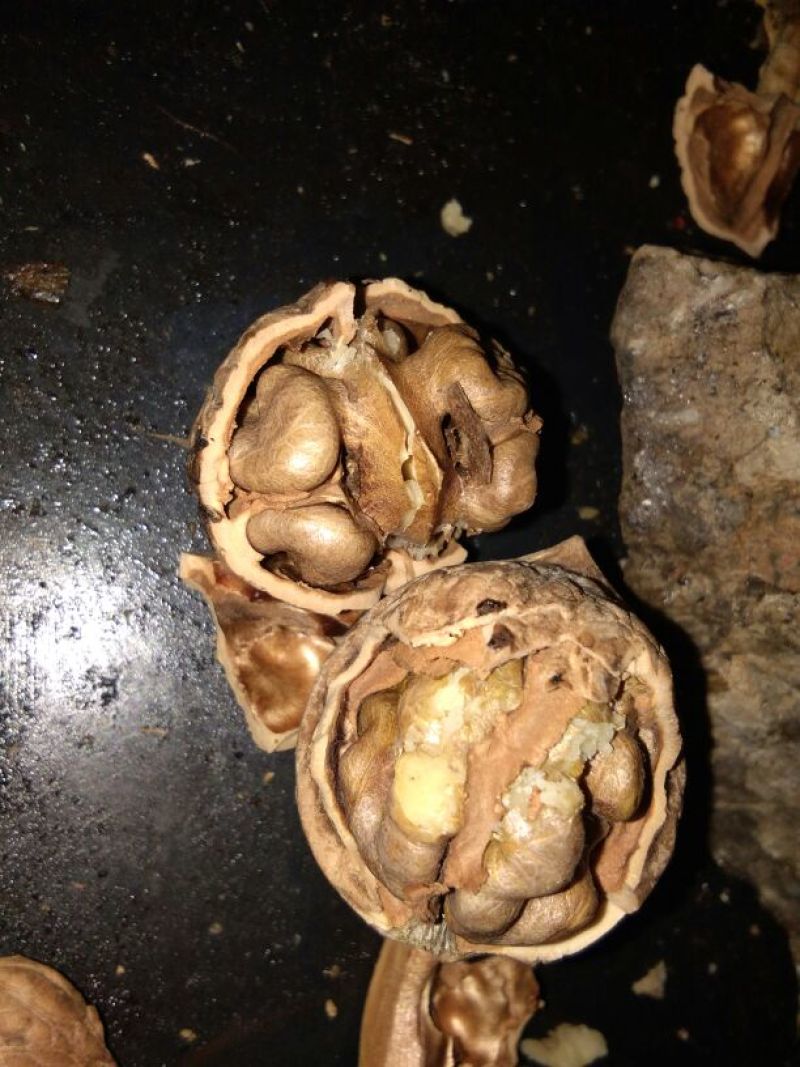 薄皮核桃25~30mm去皮干
