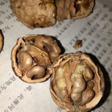 薄皮核桃25~30mm去皮干