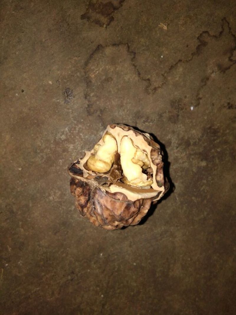 薄皮核桃25~30mm去皮干