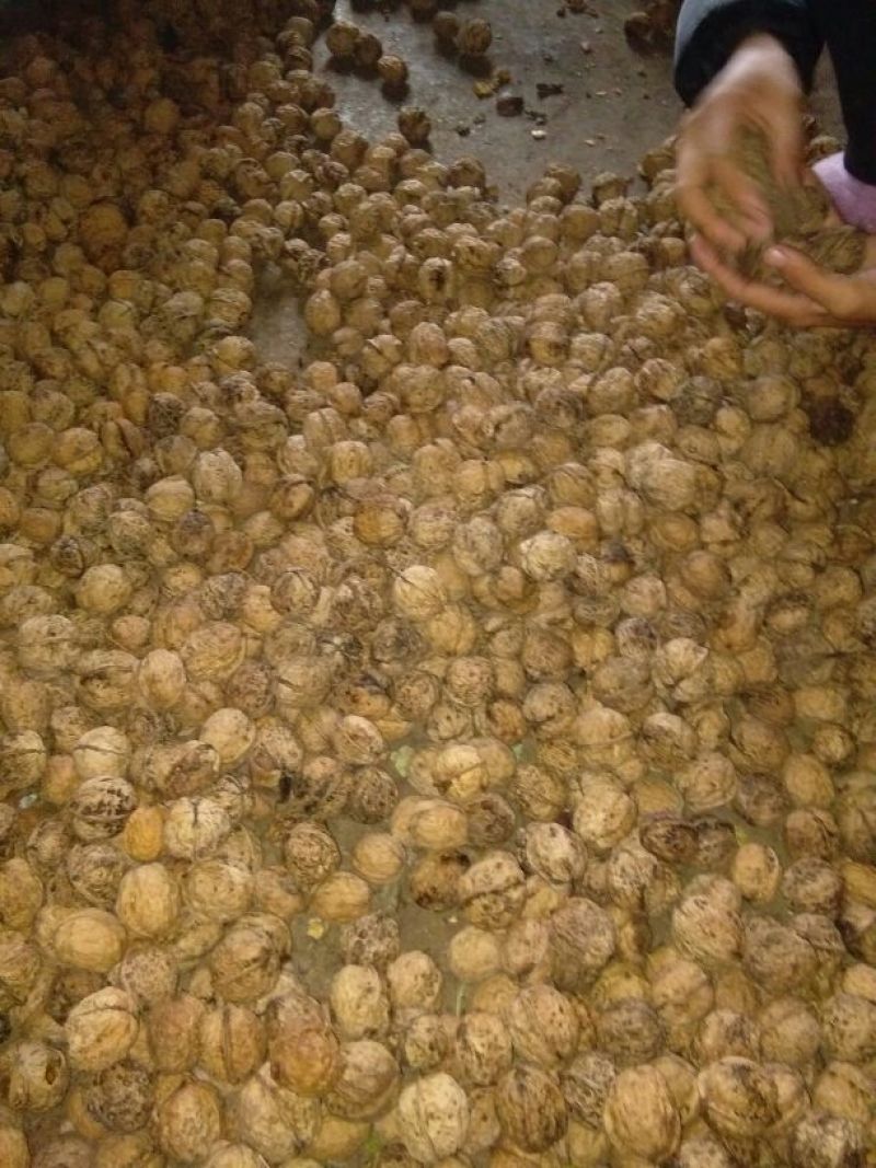 薄皮核桃25~30mm去皮干