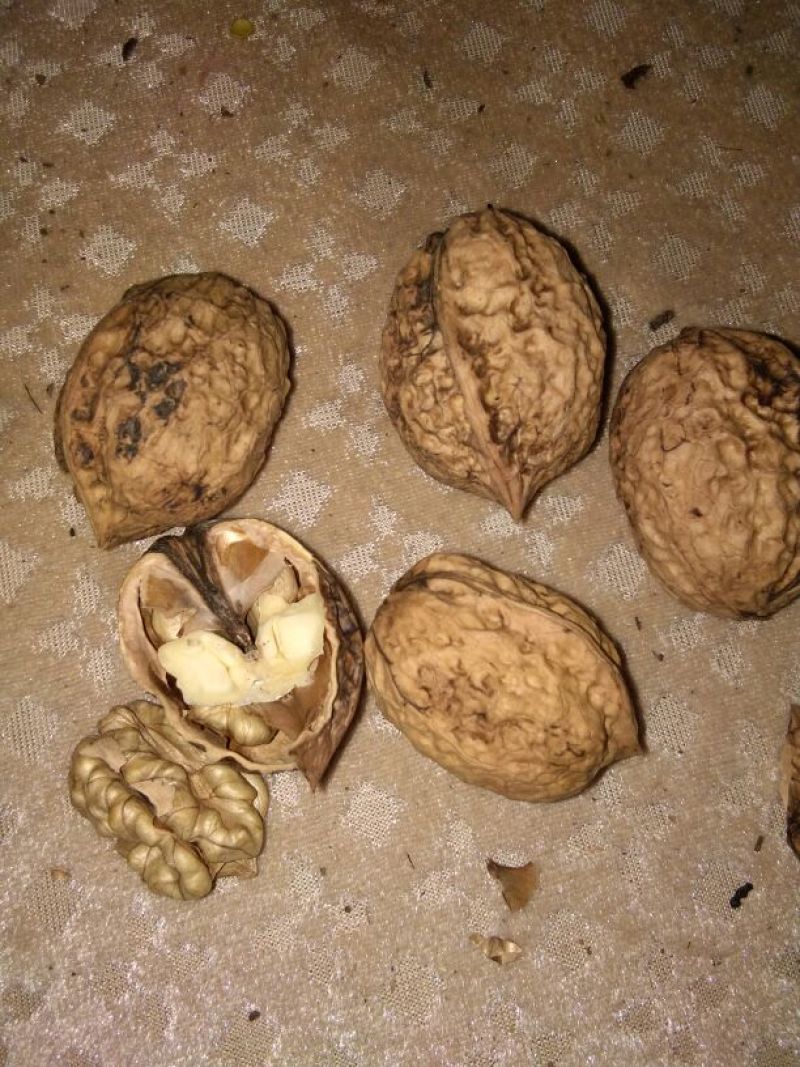 薄皮核桃25~30mm去皮干