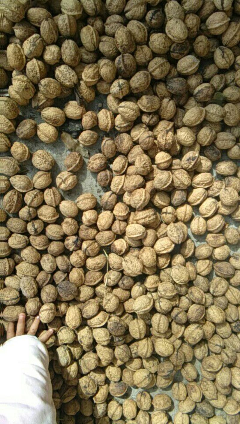 薄皮核桃25~30mm去皮干