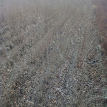 水腊50~80cm