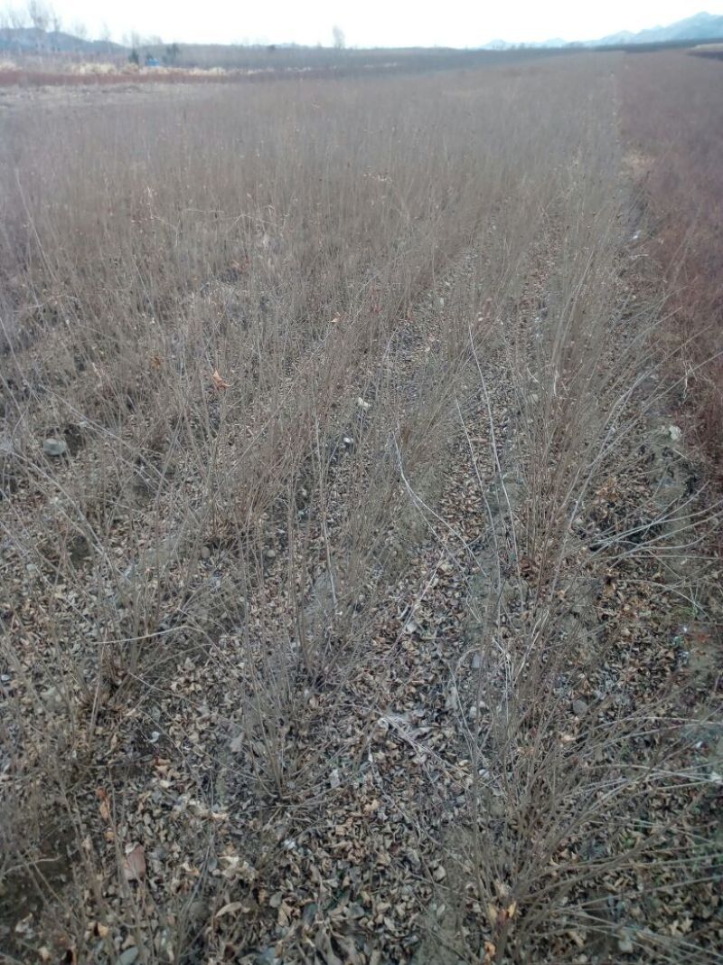 水腊50~80cm