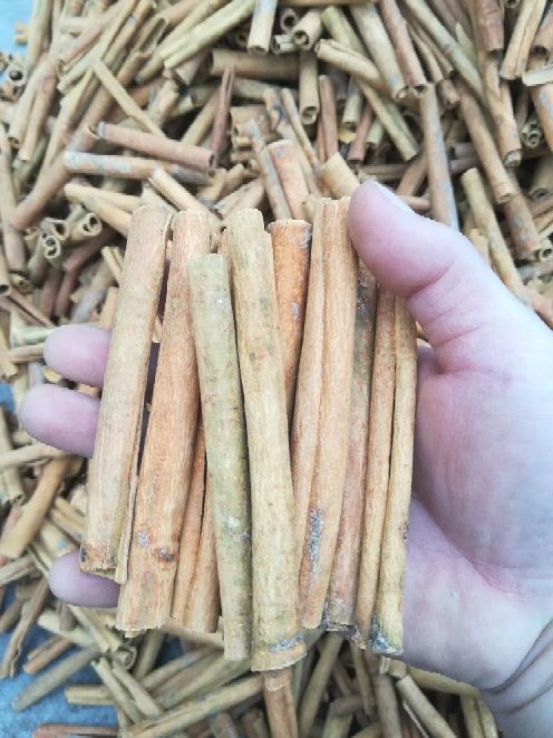 广西桂皮精选中通一级足干