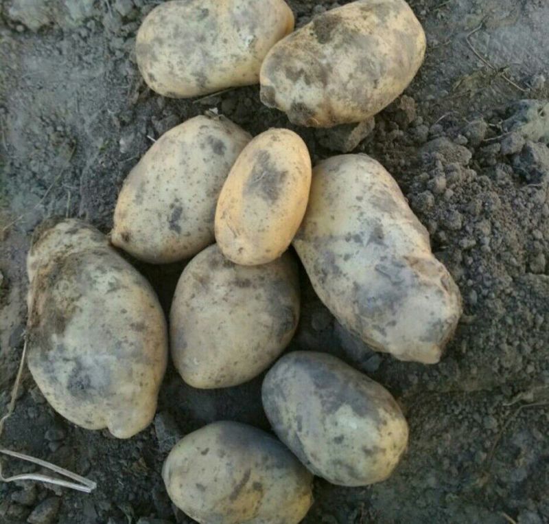 大白花土豆3两以上通货