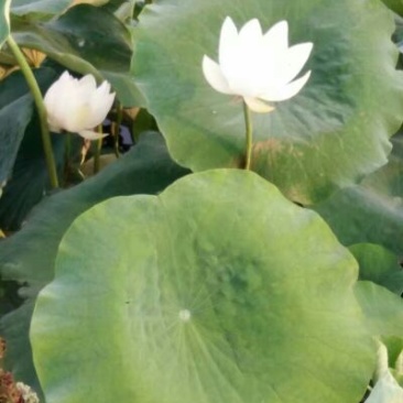 藕粉藕粉