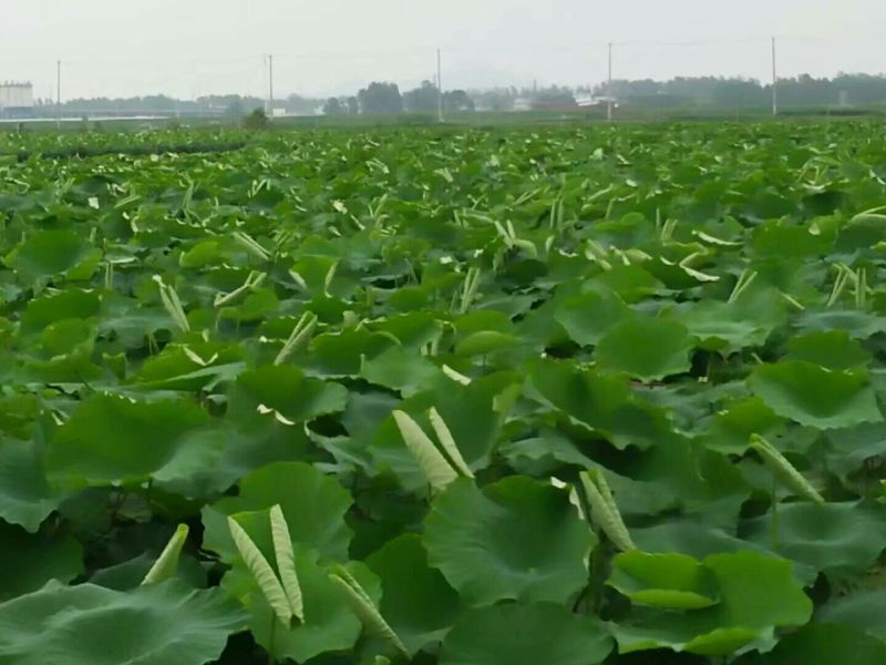 藕粉藕粉