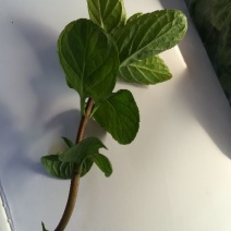 薄荷全草统