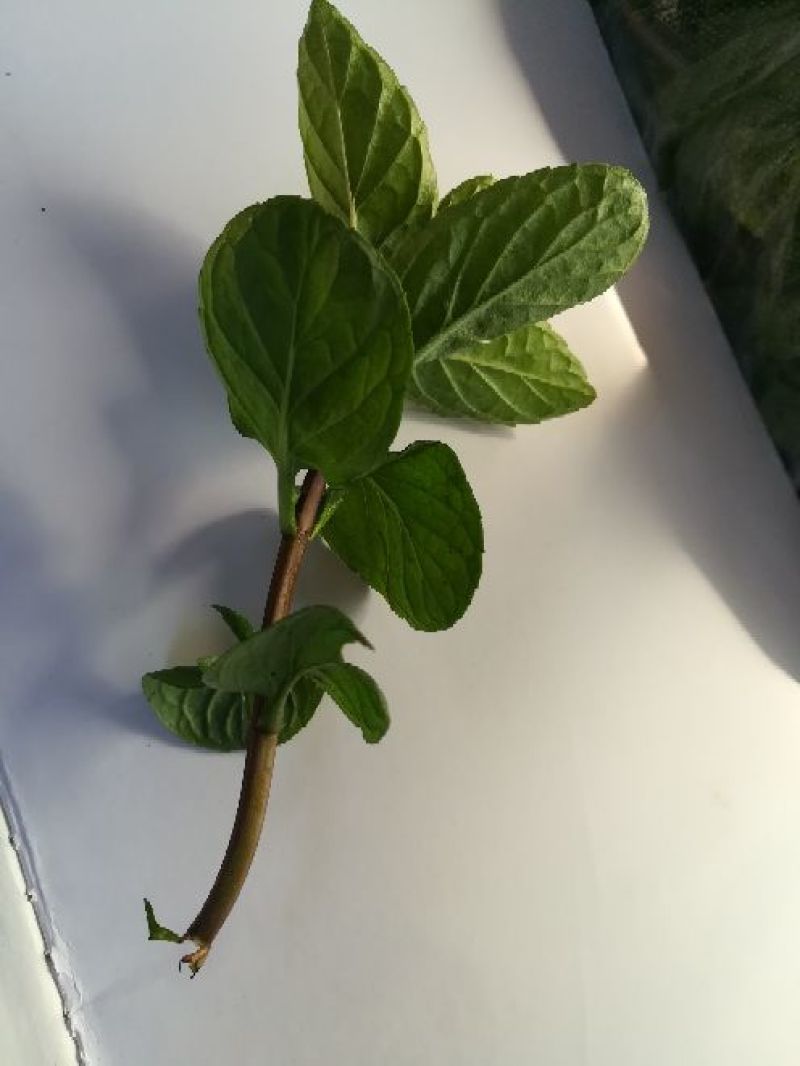 薄荷全草统