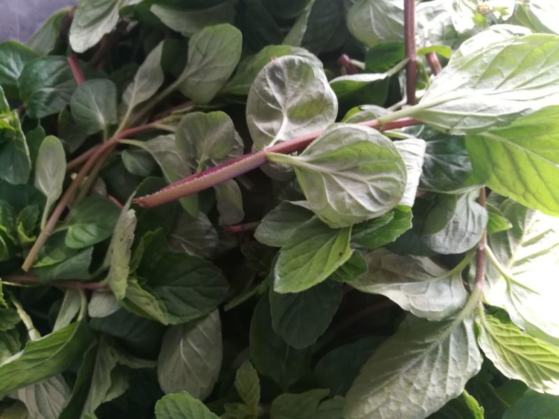 薄荷全草统