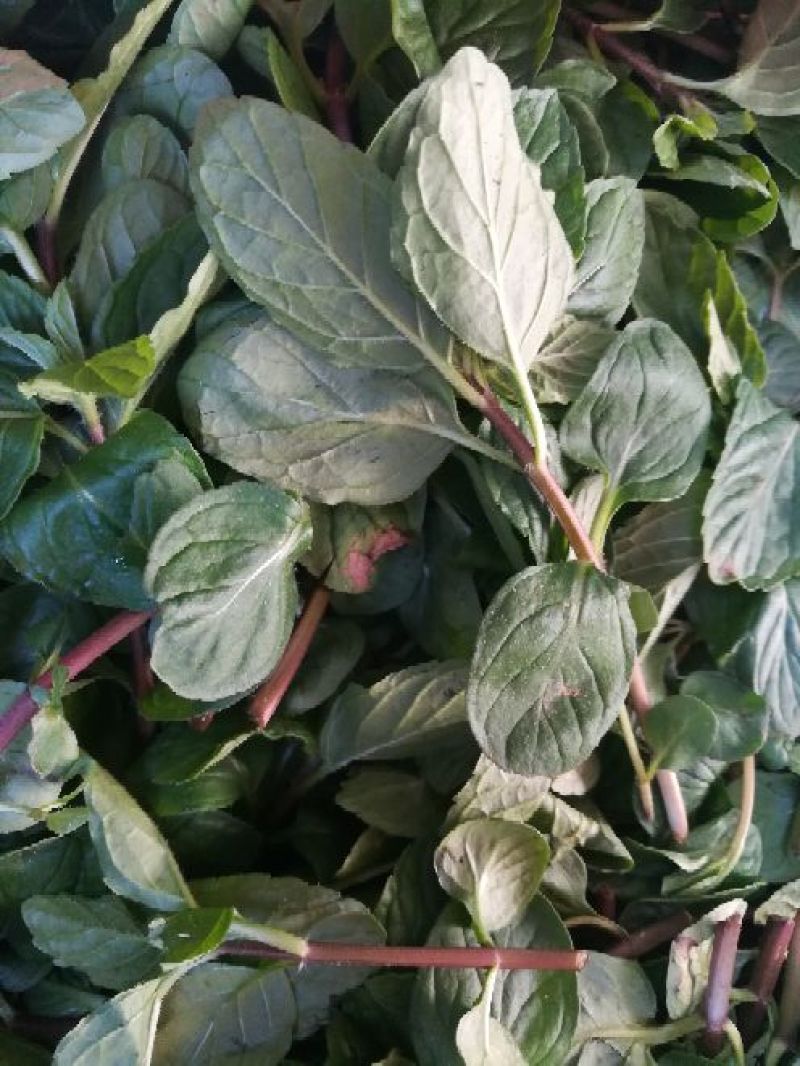薄荷全草统