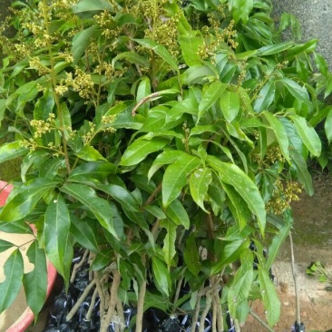 妃子笑荔枝苗80~100cm
