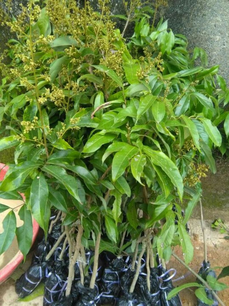妃子笑荔枝苗80~100cm