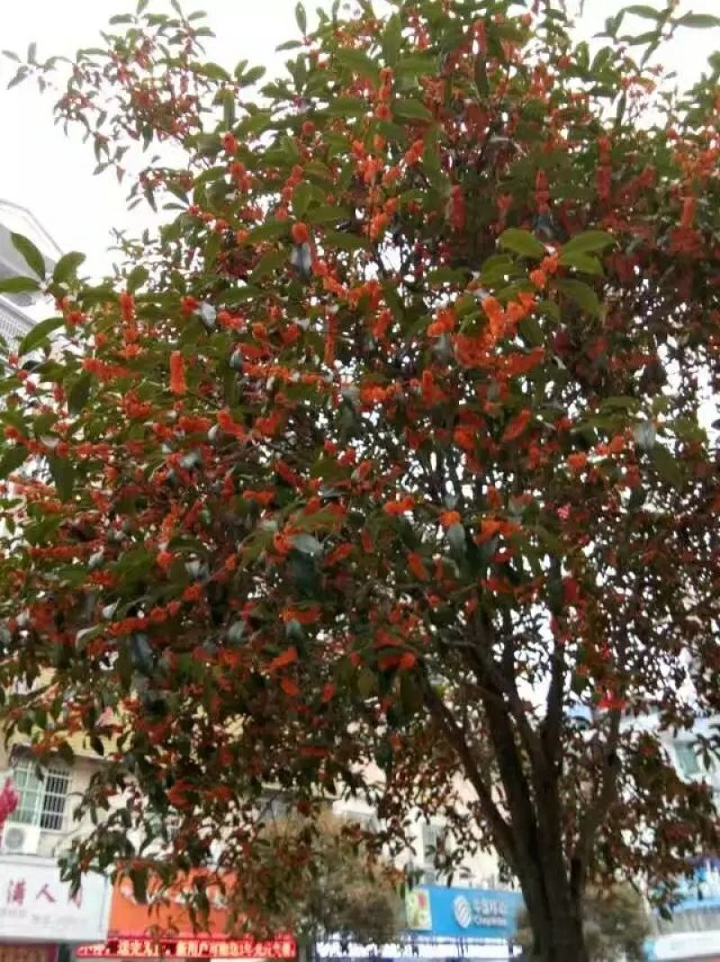 八月桂1~2米2~4cm1.5~2米
