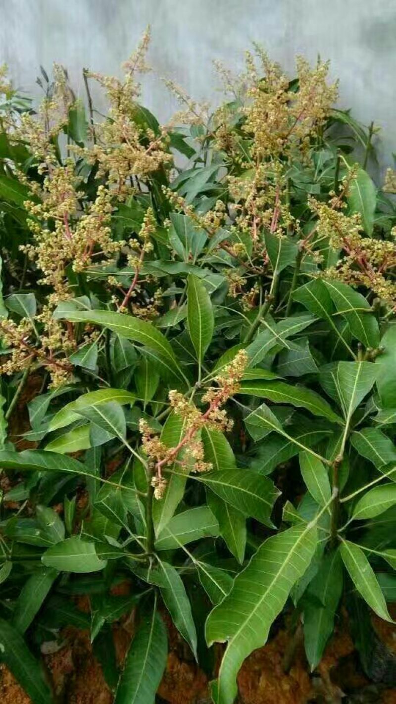 金煌芒树苗1m以下