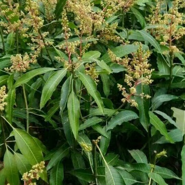 金煌芒树苗1m以下