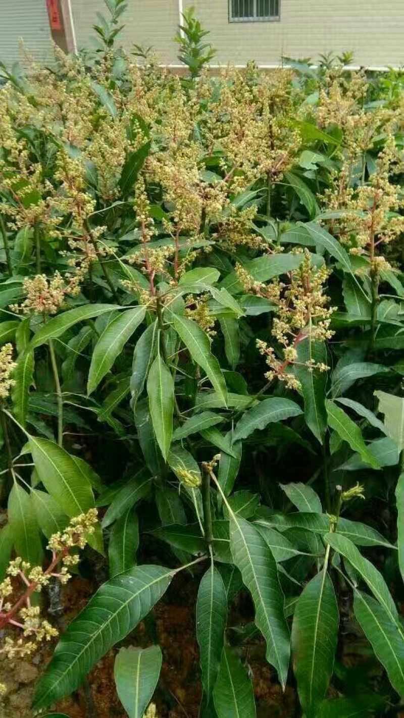 金煌芒树苗1m以下