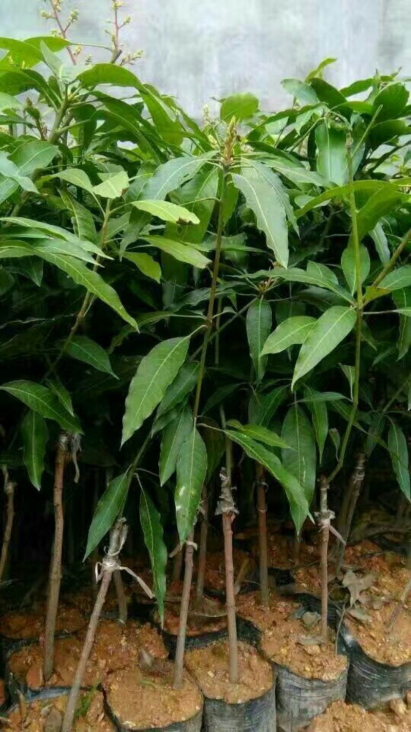 金煌芒树苗1m以下