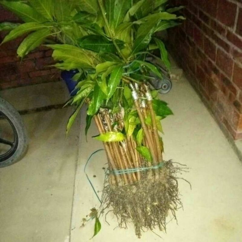 金煌芒树苗1m以下