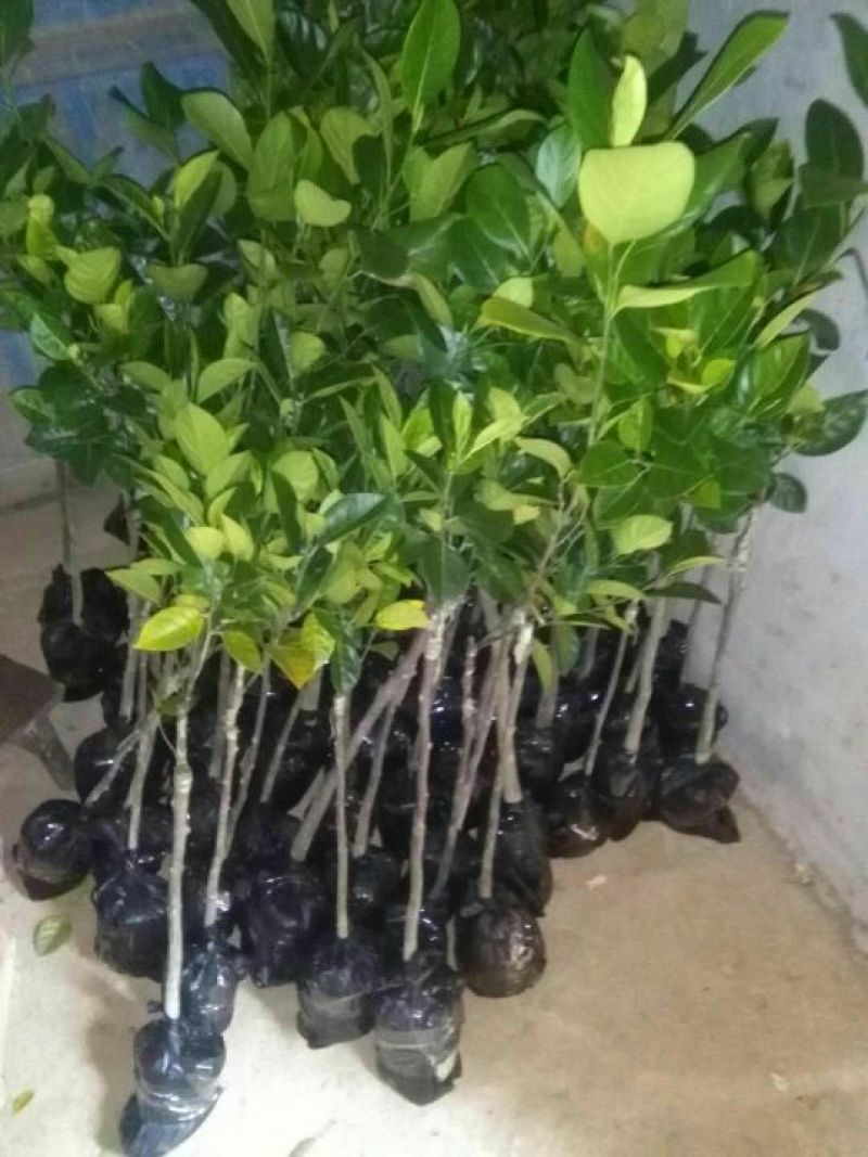 1号菠萝蜜苗稿接树