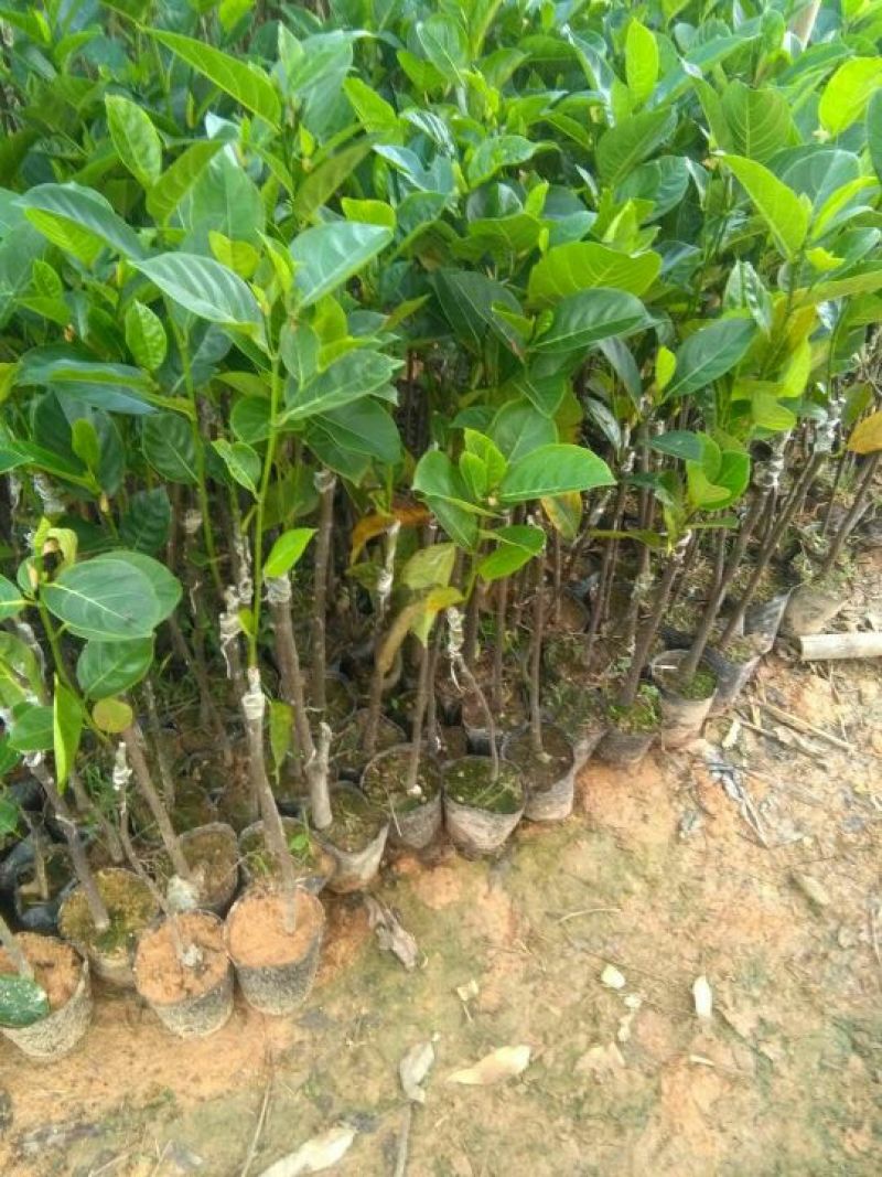 1号菠萝蜜苗稿接树