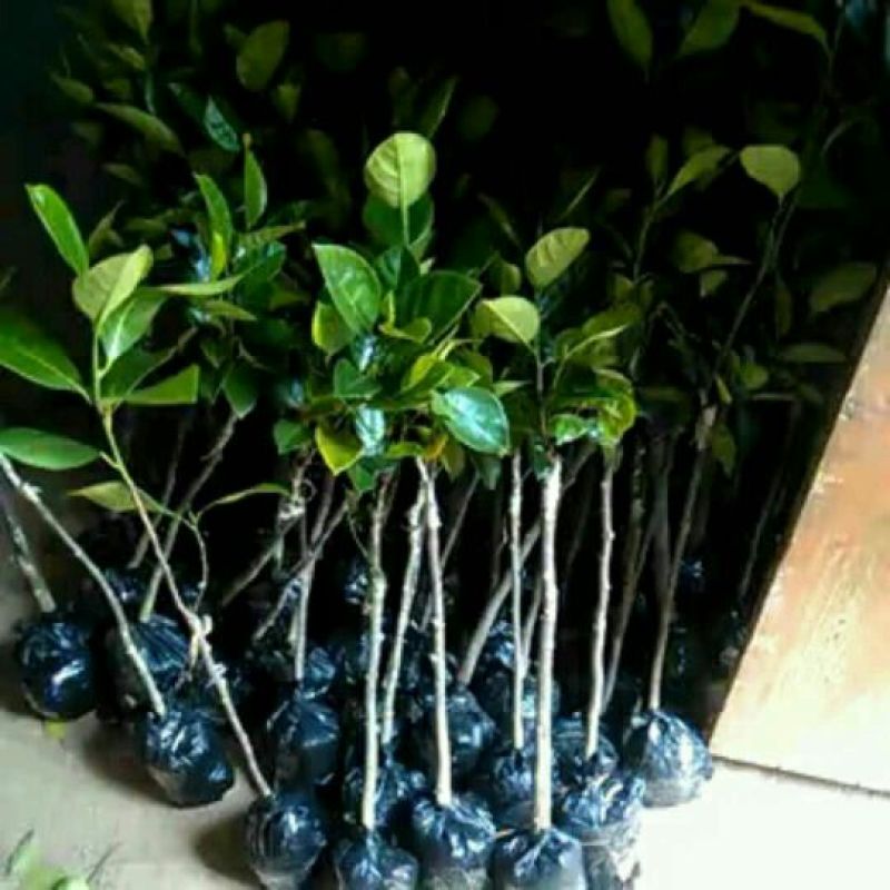 1号菠萝蜜苗稿接树
