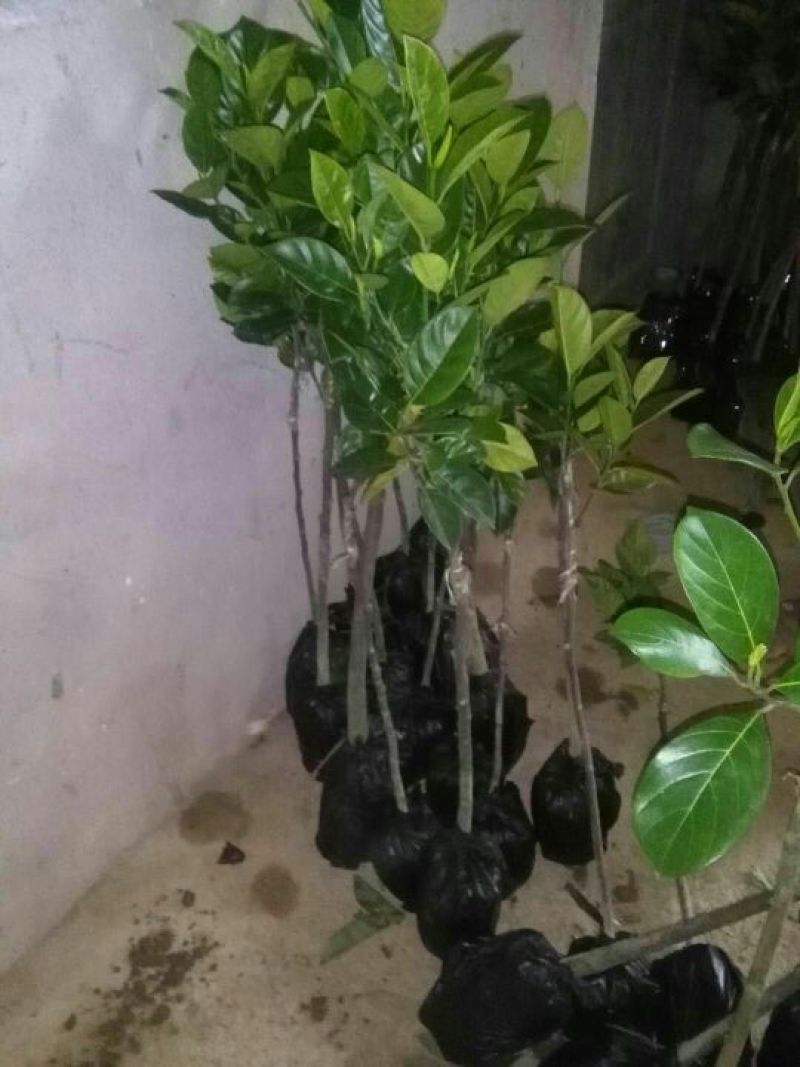 1号菠萝蜜苗稿接树