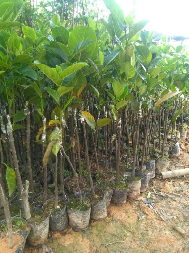 1号菠萝蜜苗稿接树