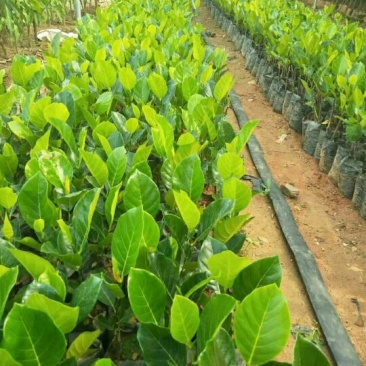 菠萝蜜苗稿接树