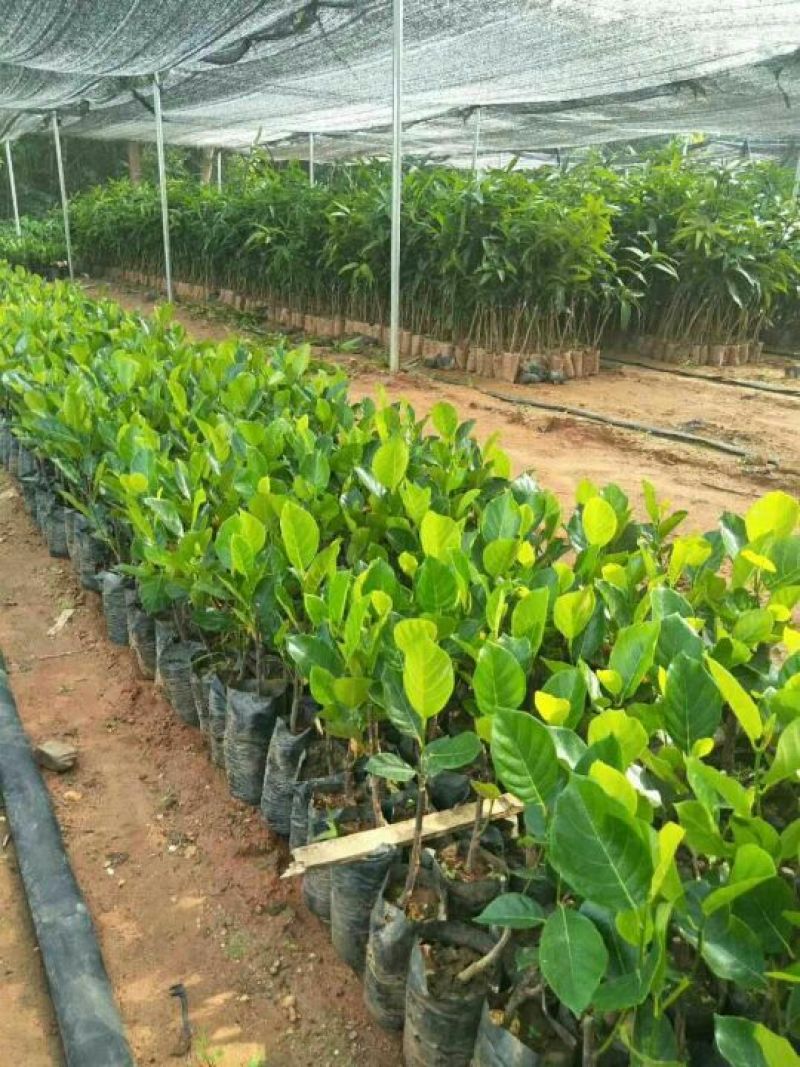 菠萝蜜苗稿接树