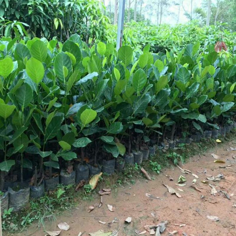 菠萝蜜苗稿接树