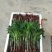 红香蕉苗一级良种1~2年