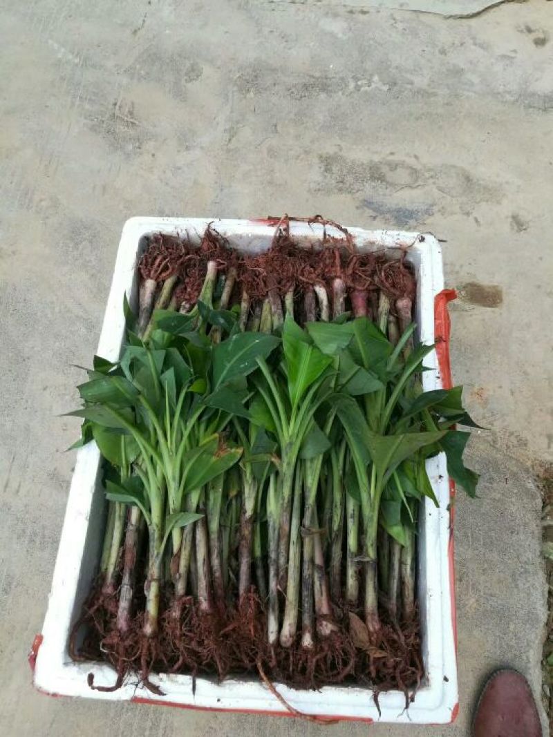 红香蕉苗一级良种1~2年