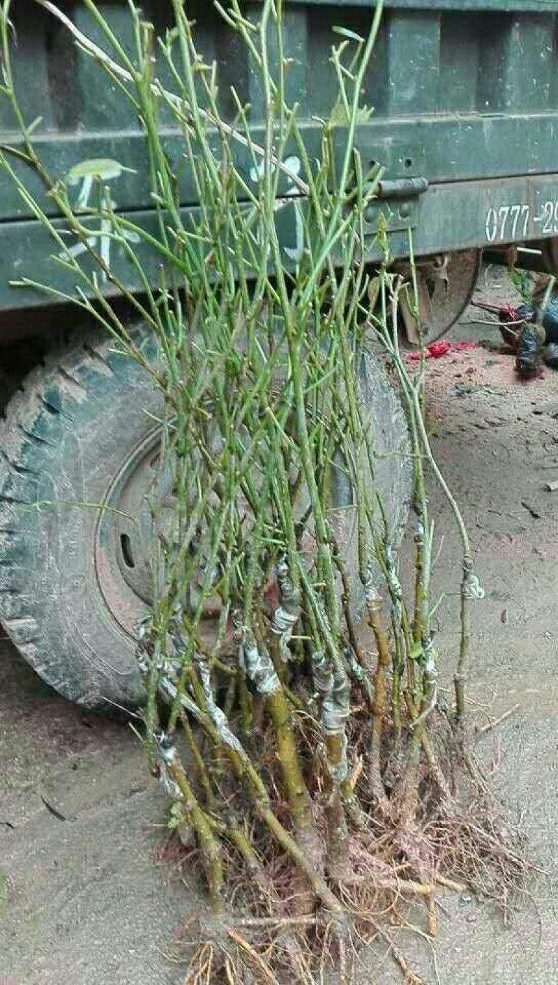 长果桑树苗60~80cm