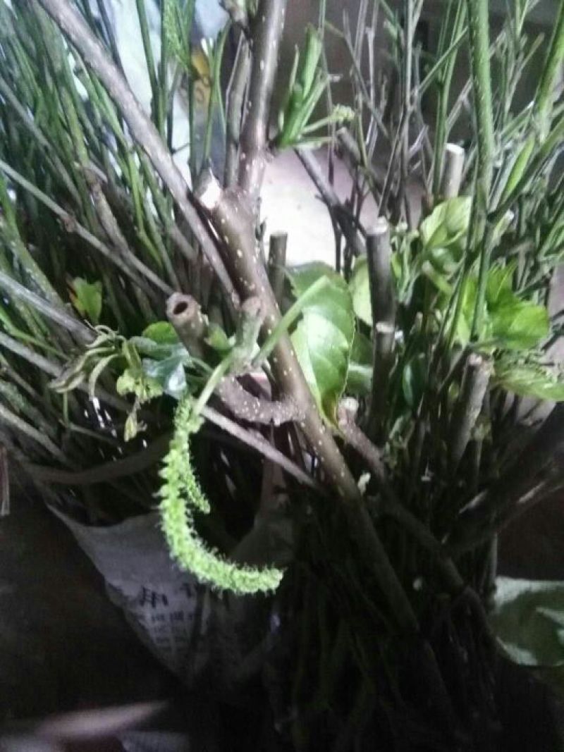 长果桑树苗60~80cm