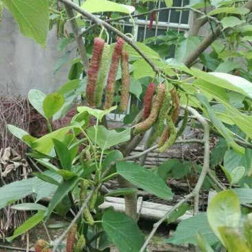 长果桑树苗60~80cm