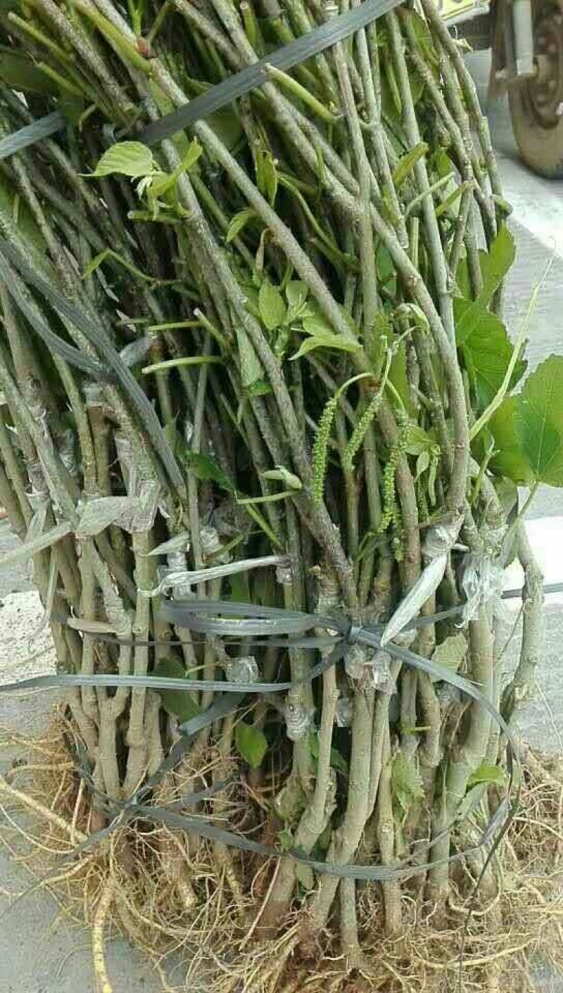 长果桑树苗60~80cm