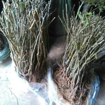 四季果桑树苗80~100cm