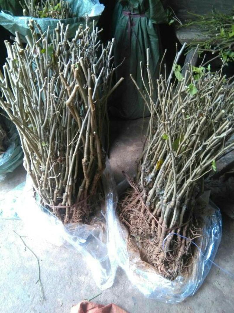 四季果桑树苗80~100cm