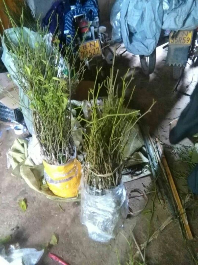 四季果桑树苗80~100cm