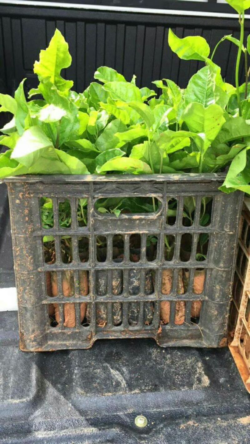 哥伦比亚黄金百香果种苗30~50cm