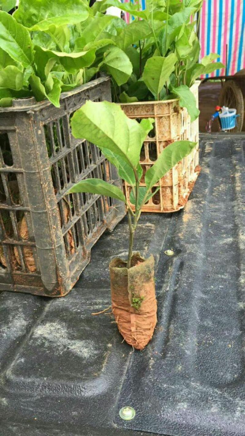 哥伦比亚黄金百香果种苗30~50cm
