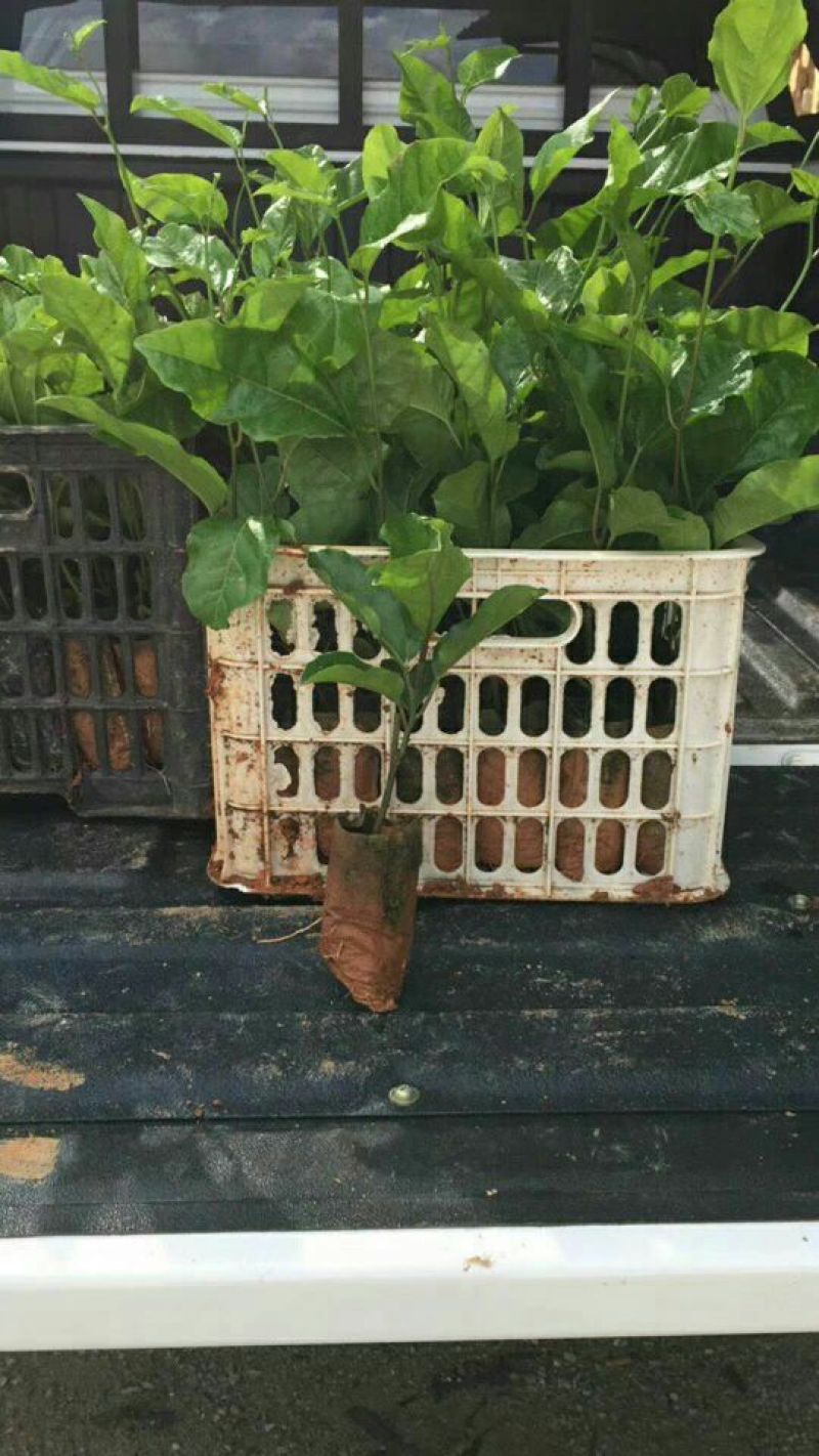哥伦比亚黄金百香果种苗30~50cm