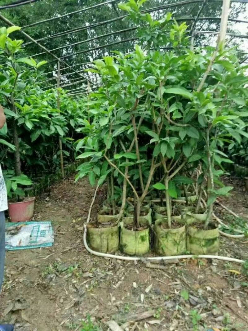 黑金刚莲雾苗
