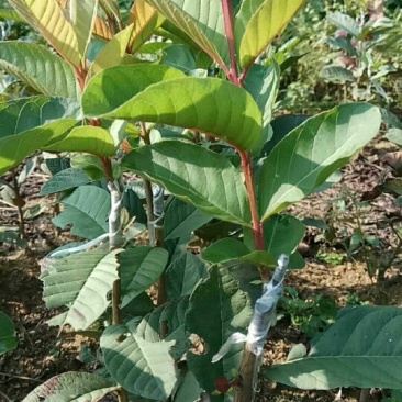 番石榴苗80~100cm
